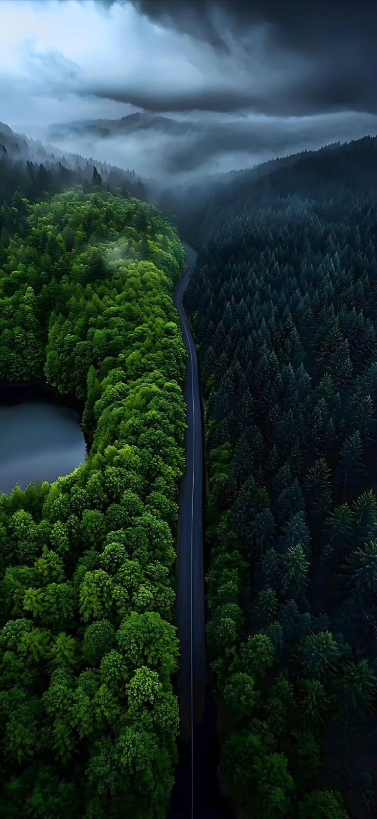 There is a road in the middle, beside it is a lake, and beside that is a forest