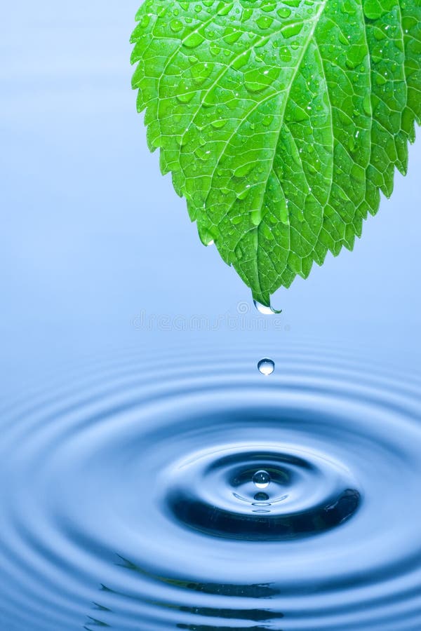 Green Leaf Water